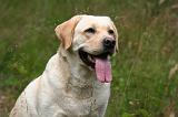LABRADOR 1222